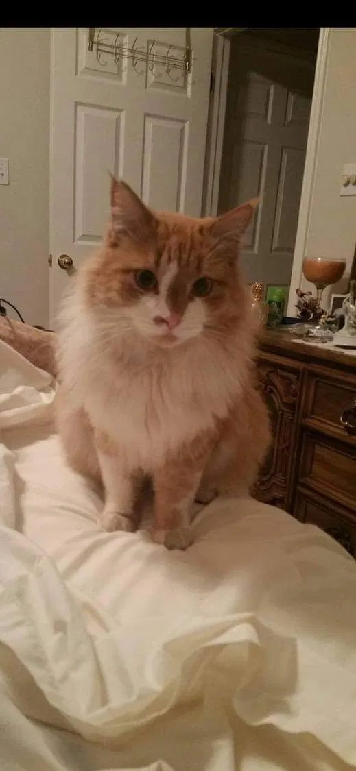 Lost cat in Midland, TX, 79707
