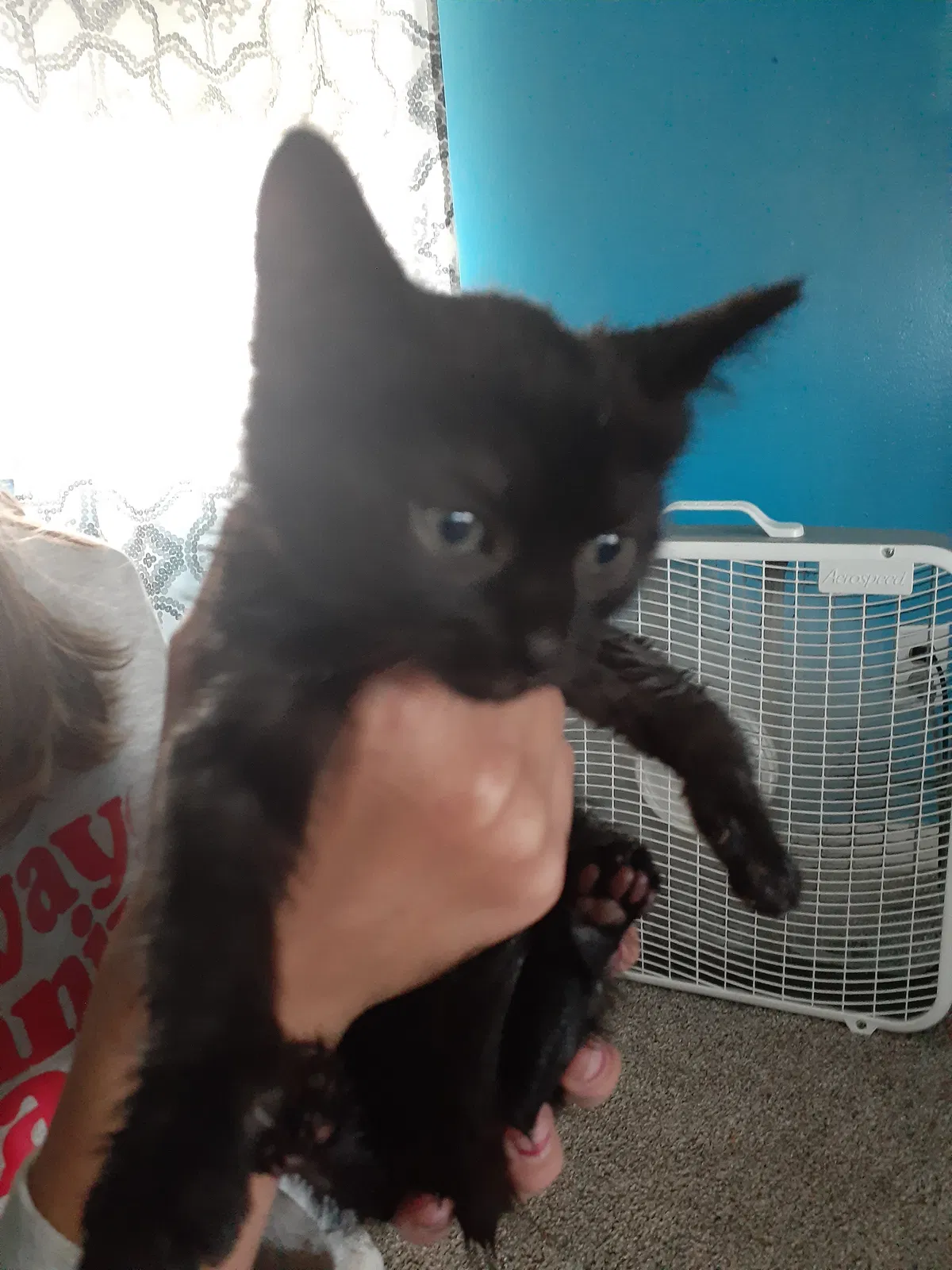 Lost cat in Springfield, OH, 45506