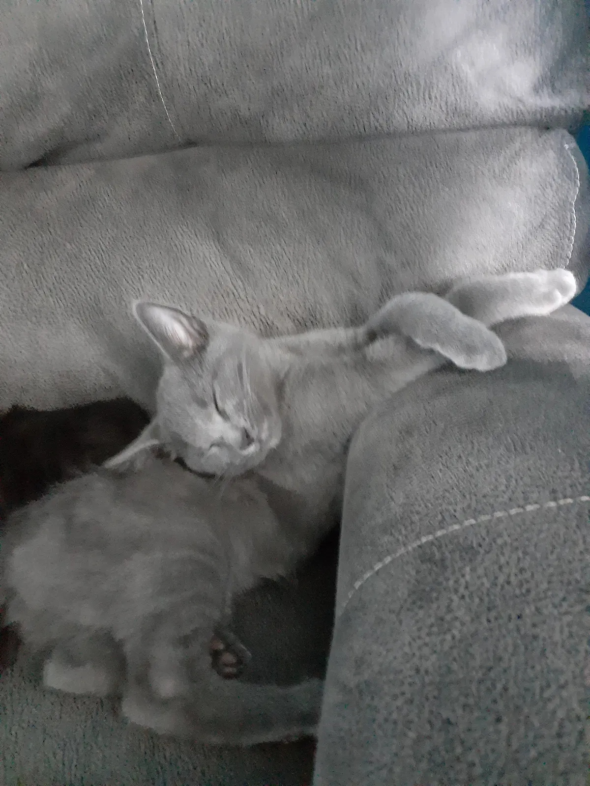 Lost cat in Springfield, OH, 45506