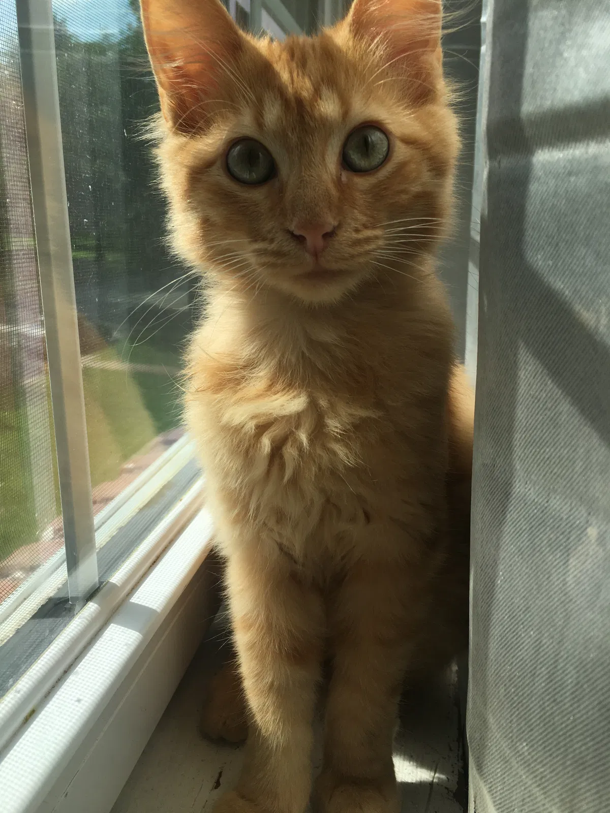 Found cat in Carthage, MO, 64836
