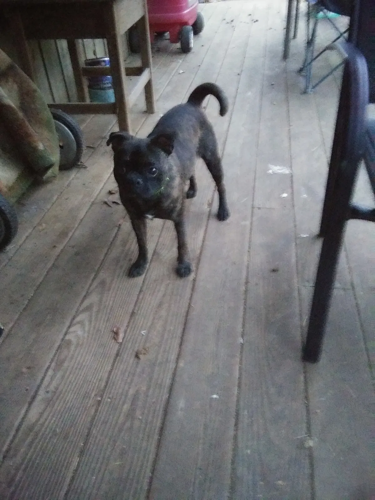 Lost dog in Eads, TN, 38028