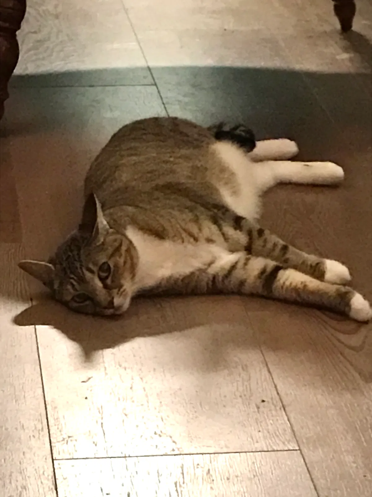 Lost cat in Huntsville, AL, 35803