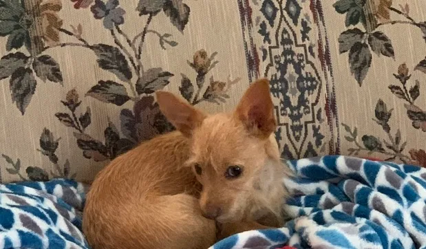 Lost dog in Vanceboro, NC, 28586