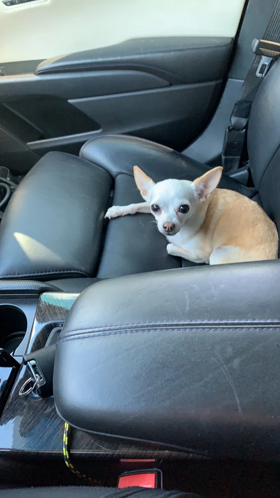 Lost dog in Hernando, FL, 34442