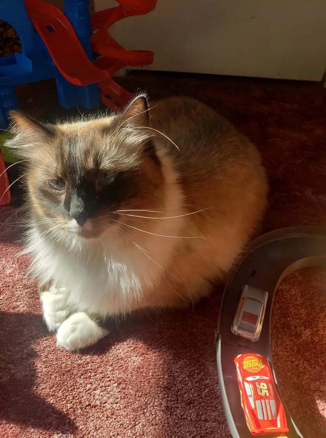 Lost cat in Battle Lake, MN, 56515