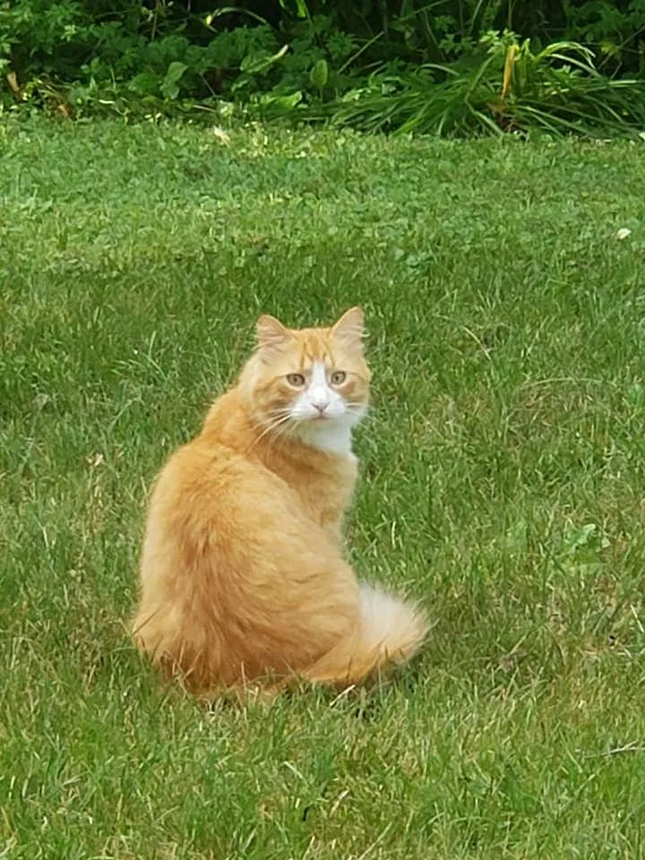 Lost cat in Battle Lake, MN, 56515