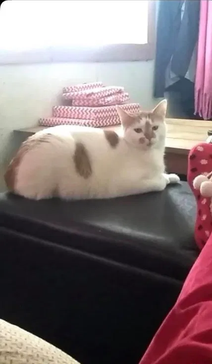 Lost cat in Pillager, MN, 56473