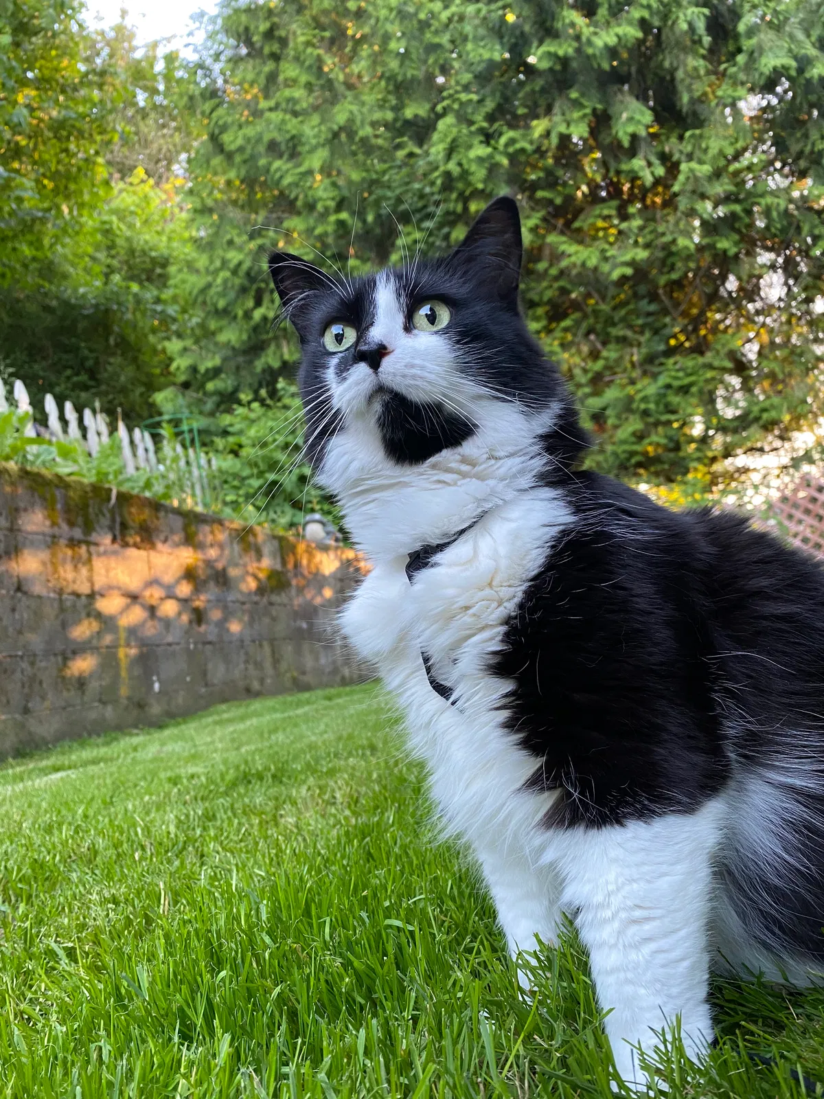 Lost cat in Portland, OR, 97266