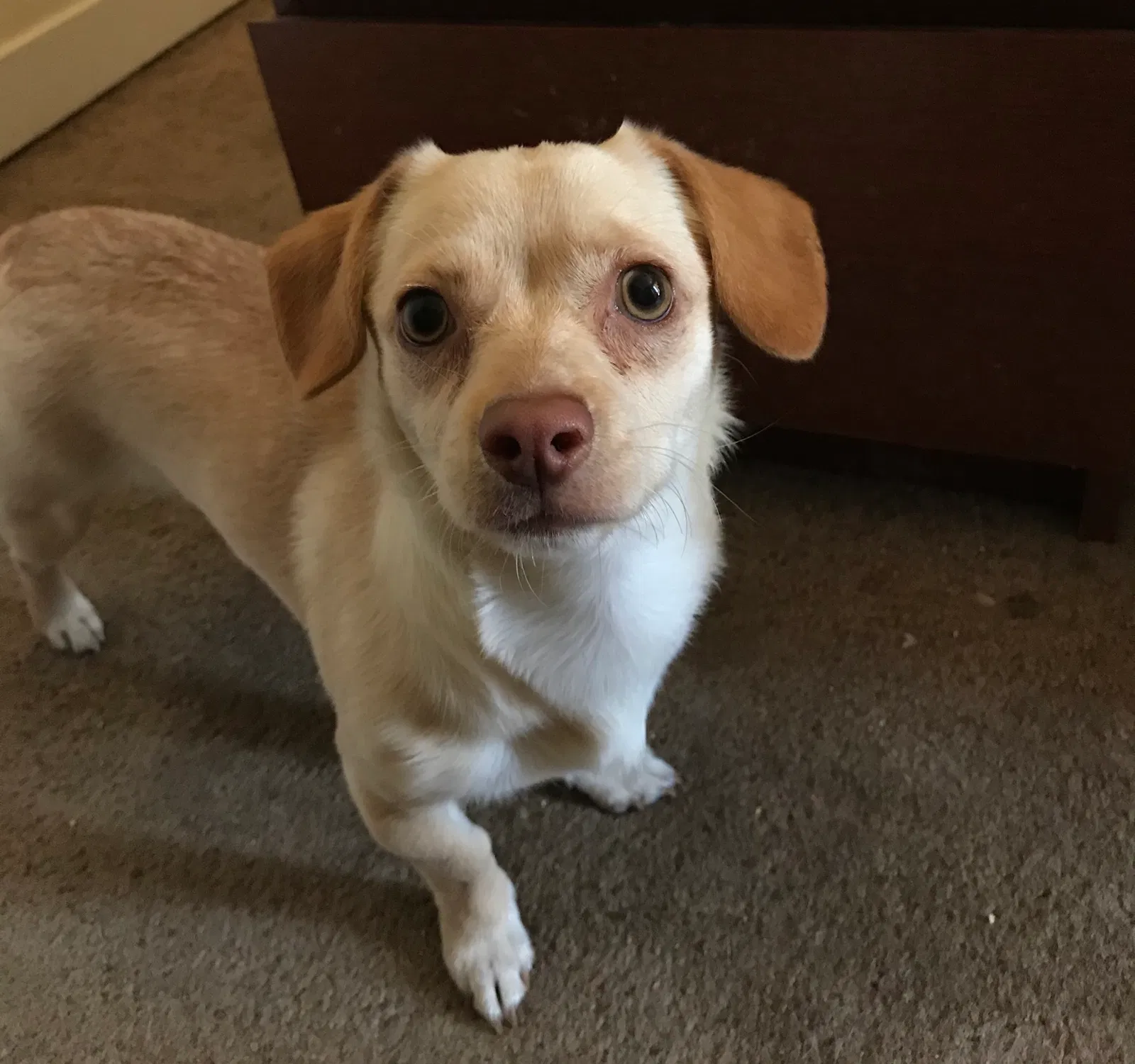 Lost dog in West Sacramento, CA, 95691