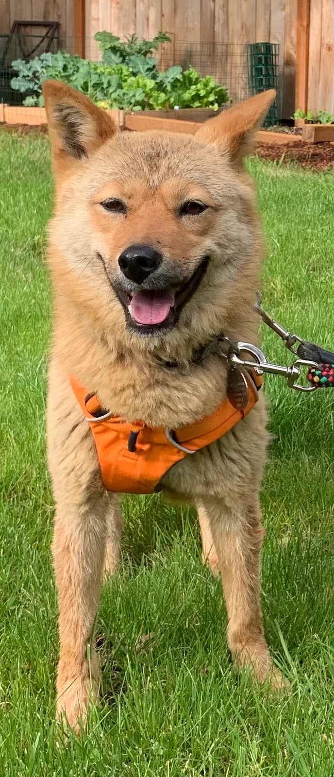 Lost dog in Gold Bar, WA, 98251