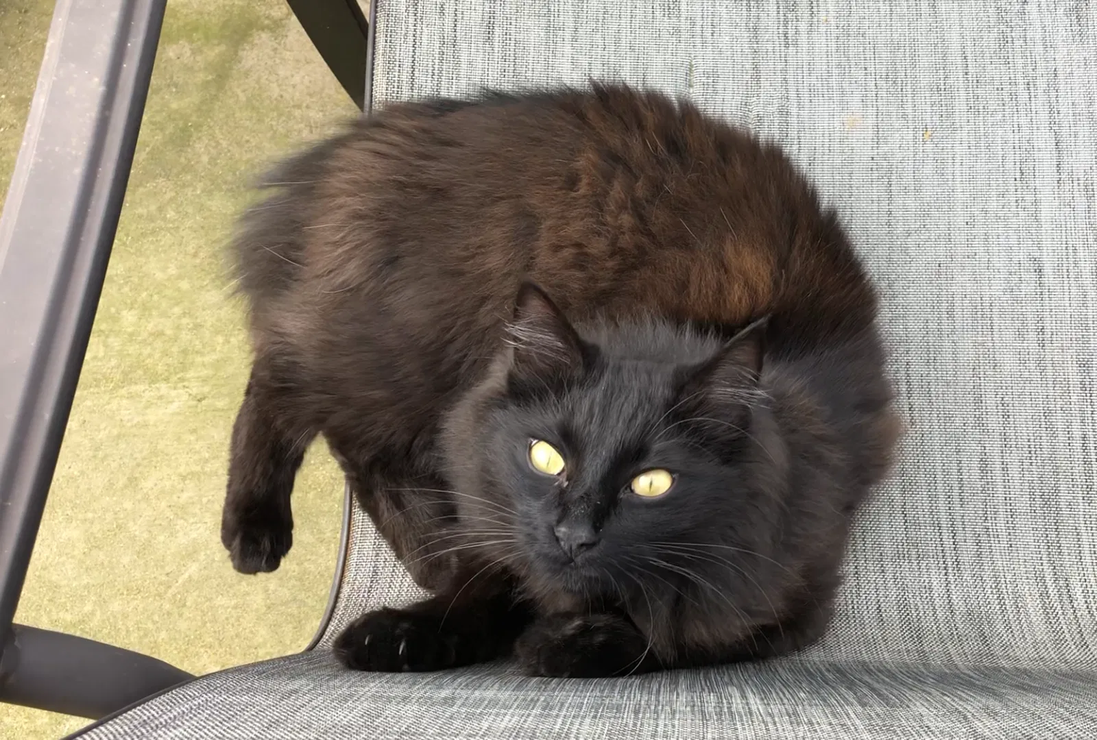 Lost cat in Fort Worth, TX, 76107
