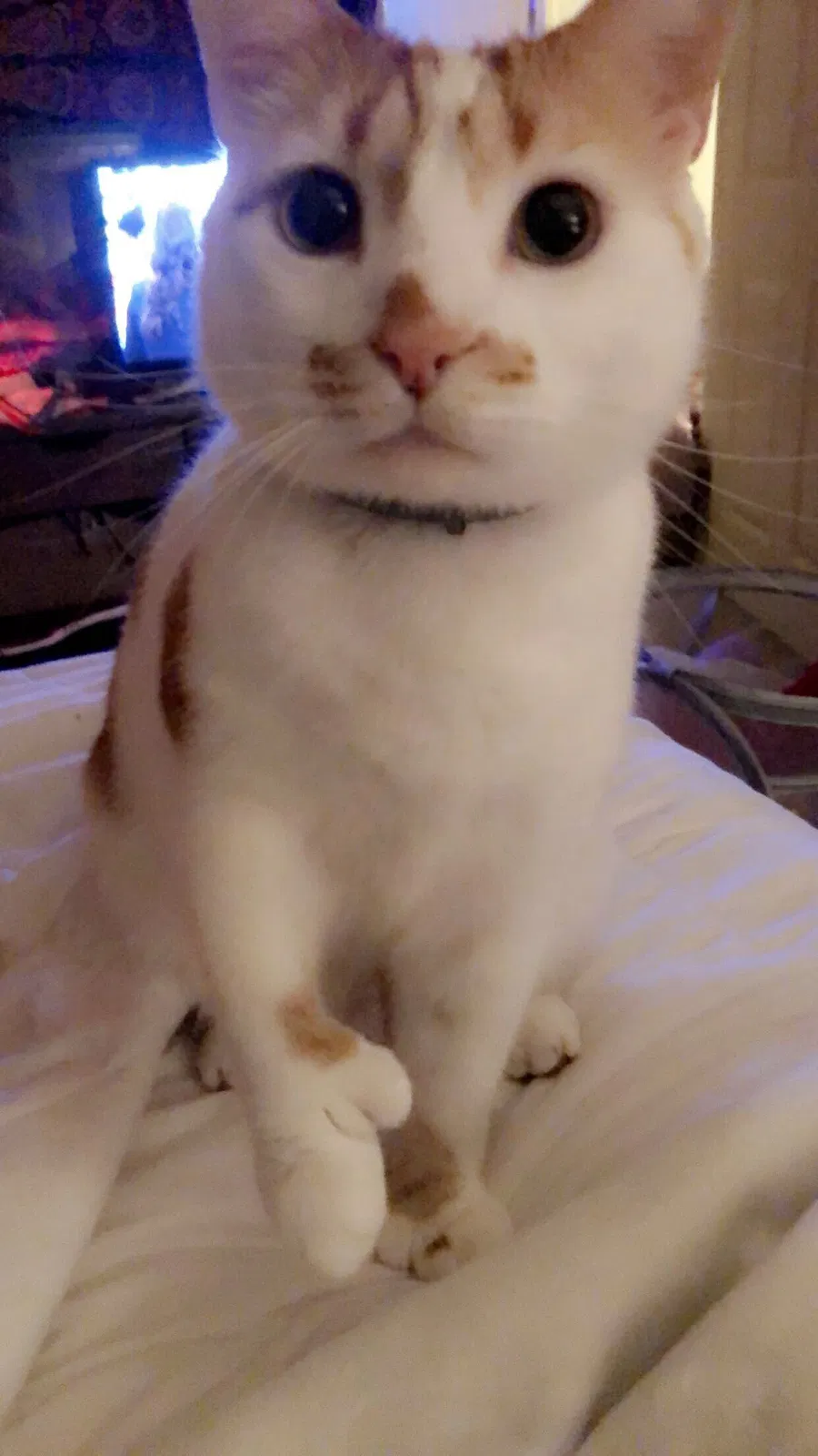 Lost cat in Arden, NC, 28704