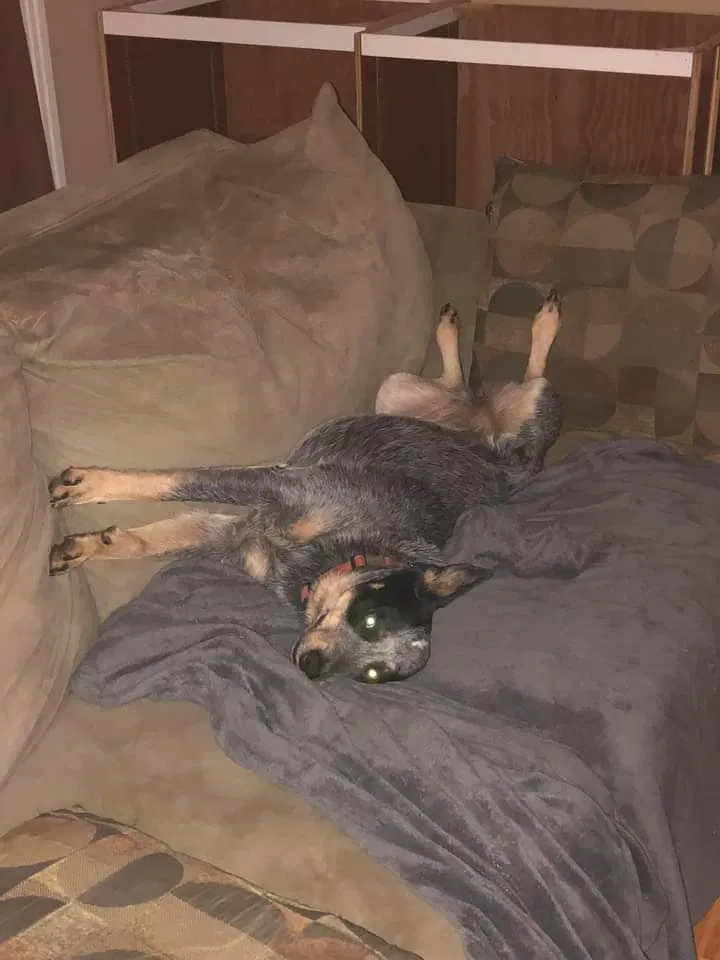 Lost dog in Hardy, VA, 24101