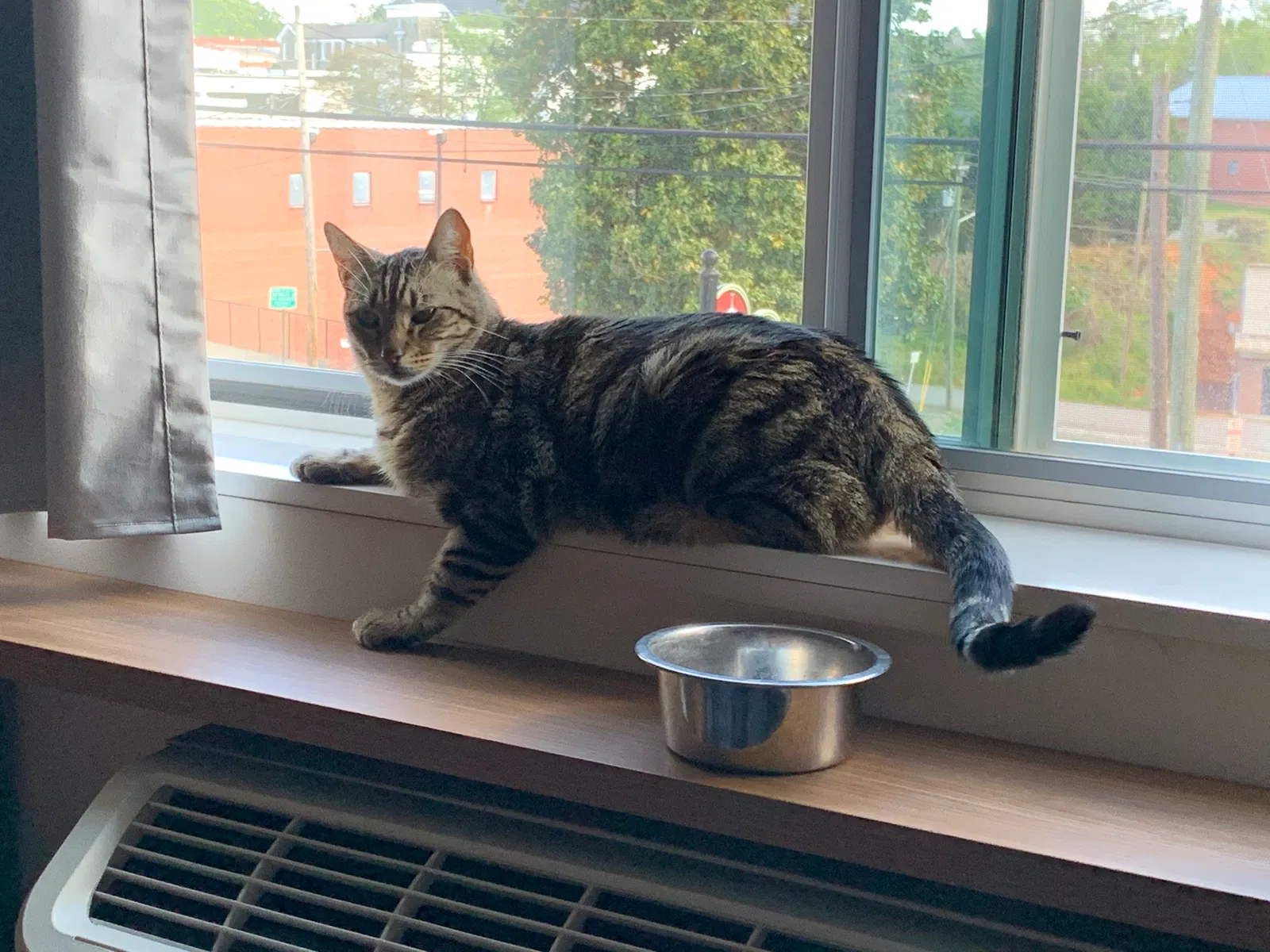 Lost cat in Hickory, NC, 28602