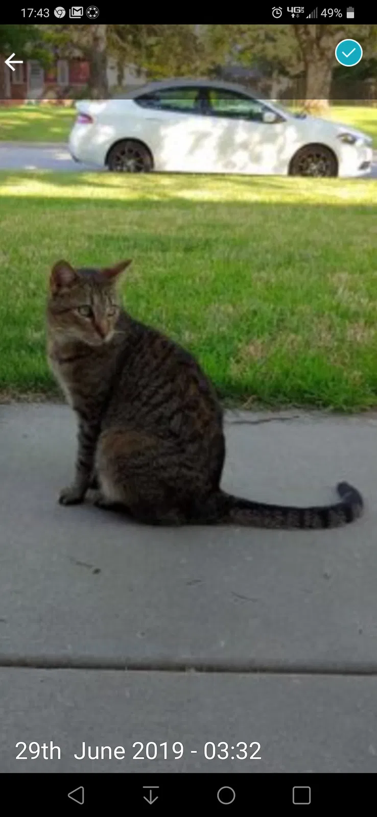 Lost cat in Wichita, KS, 67220