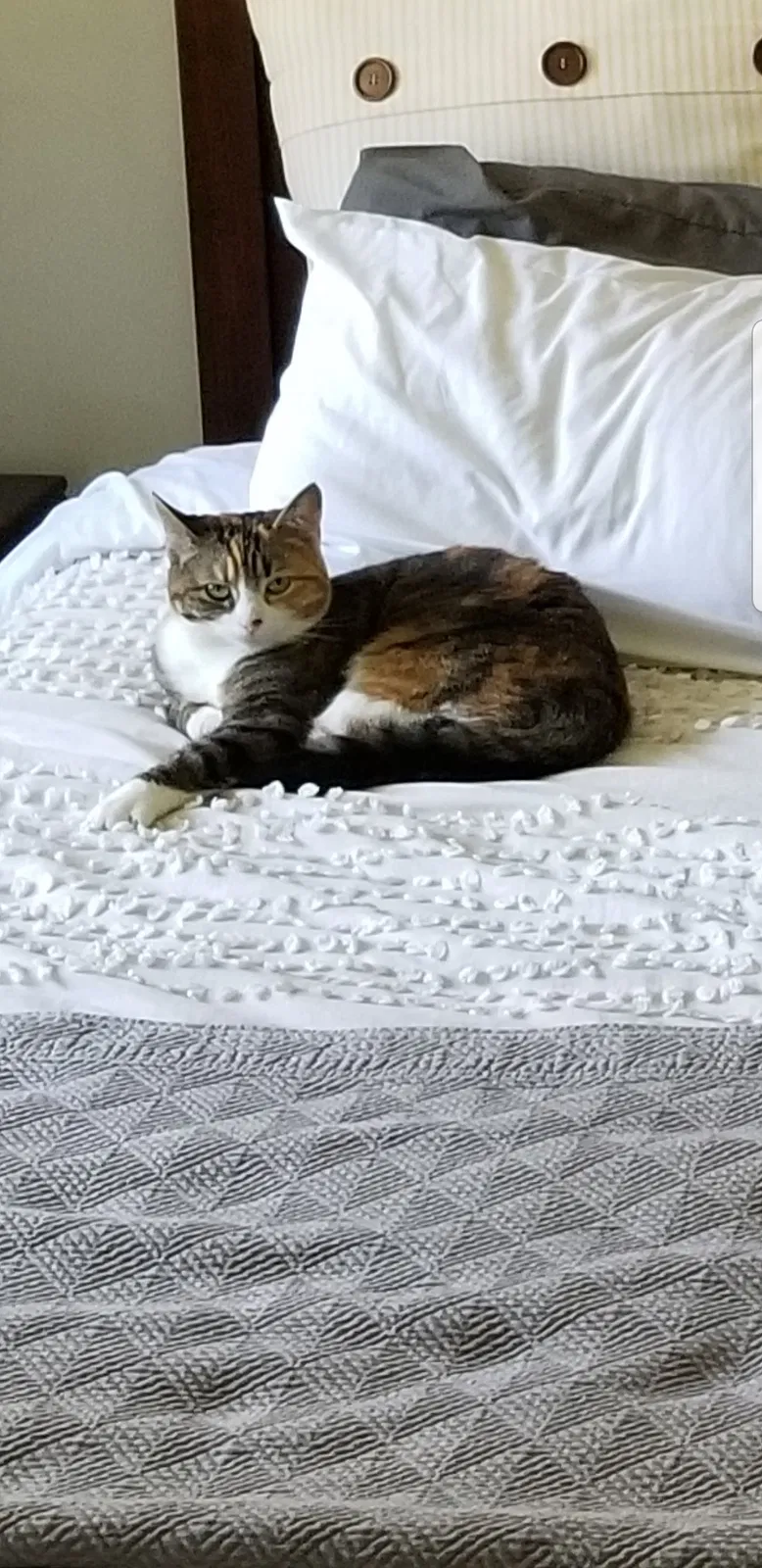 Lost cat in Bridgeville, PA, 15017