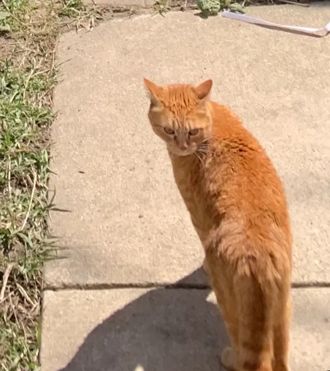 Lost cat in Milwaukee, WI, 53212