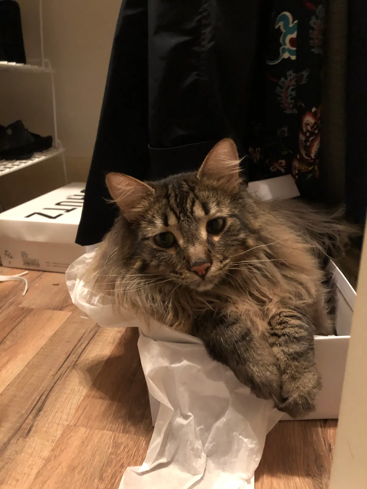 Lost cat in Seattle, WA, 98125