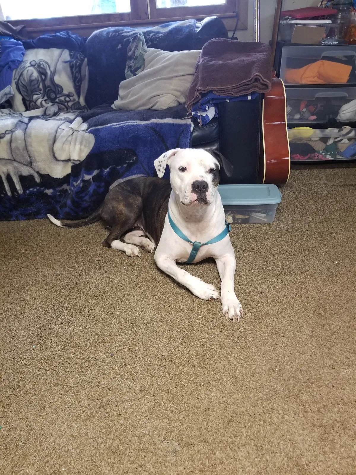 Lost dog in Fort Wayne, IN, 46808