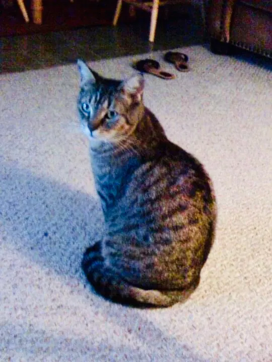 Lost cat in Fort Lauderdale, FL, 33317