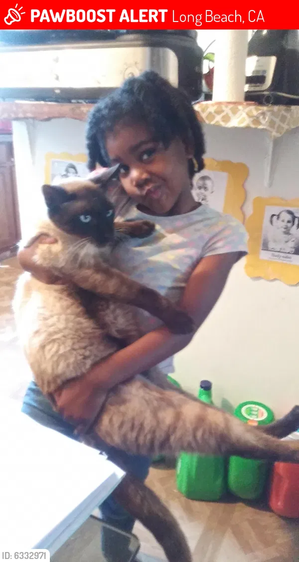 Lost cat in Long Beach, CA, 90805