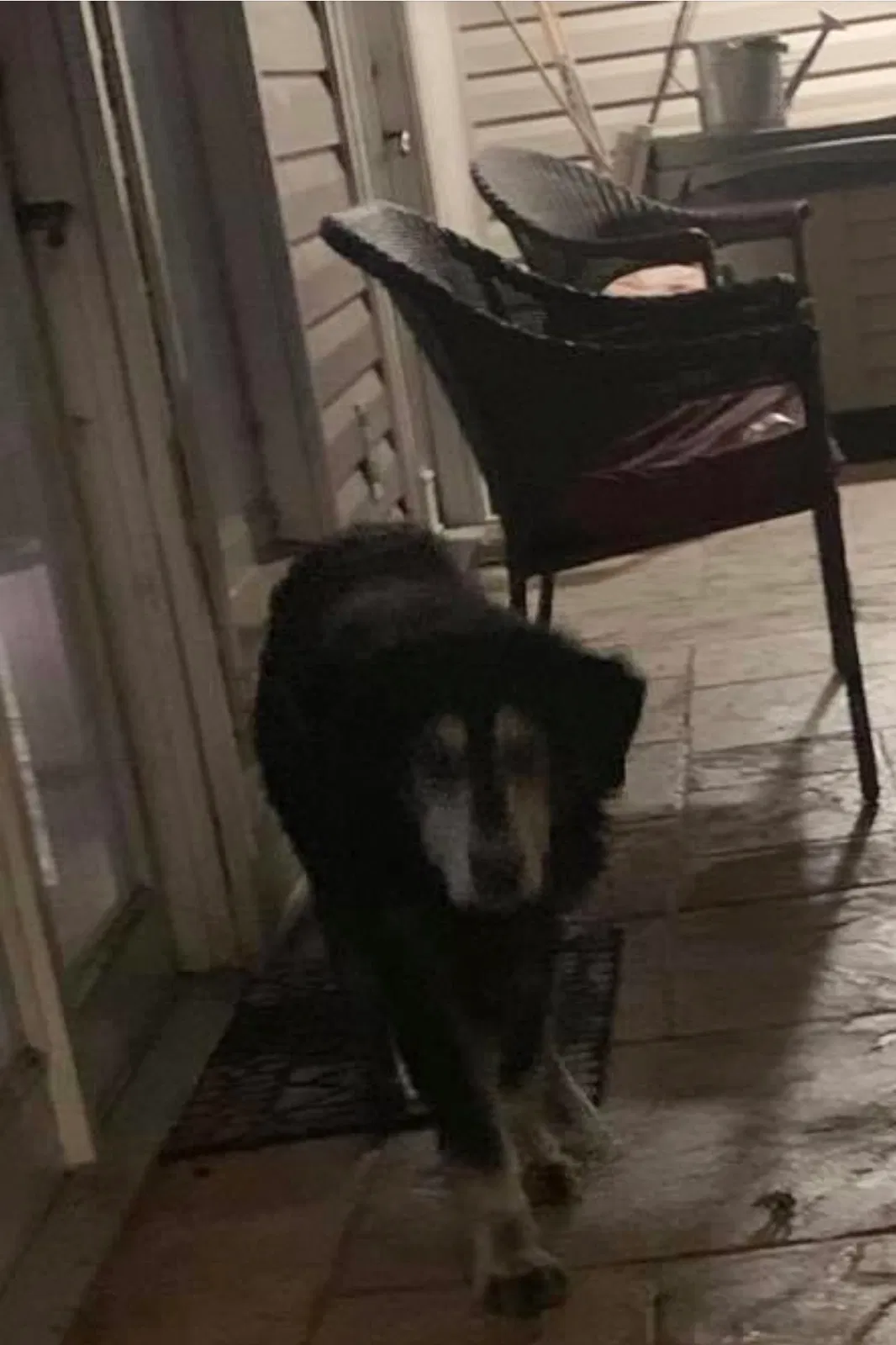 Lost dog in New Bern, NC, 28560