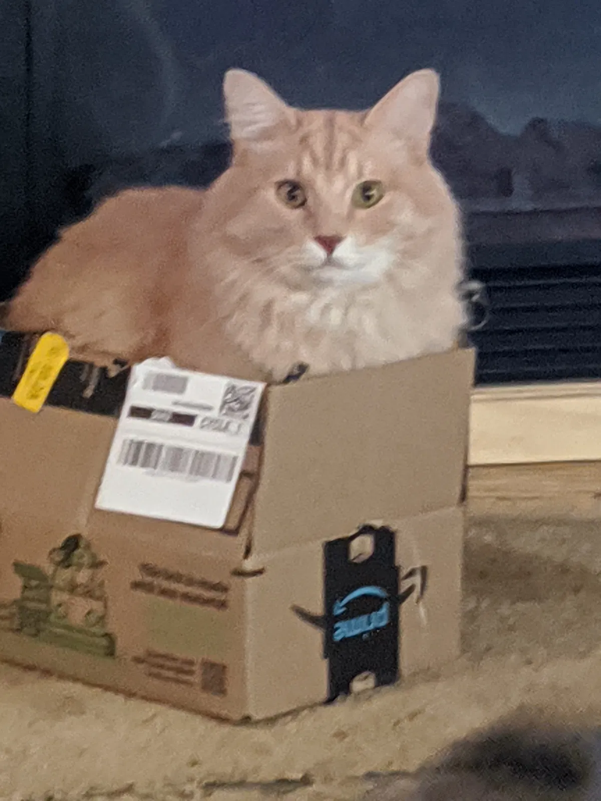 Lost cat in Altoona, IA, 50009