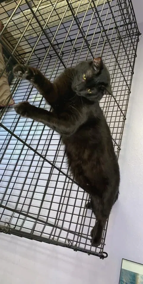 Lost cat in Navarre, FL, 32566