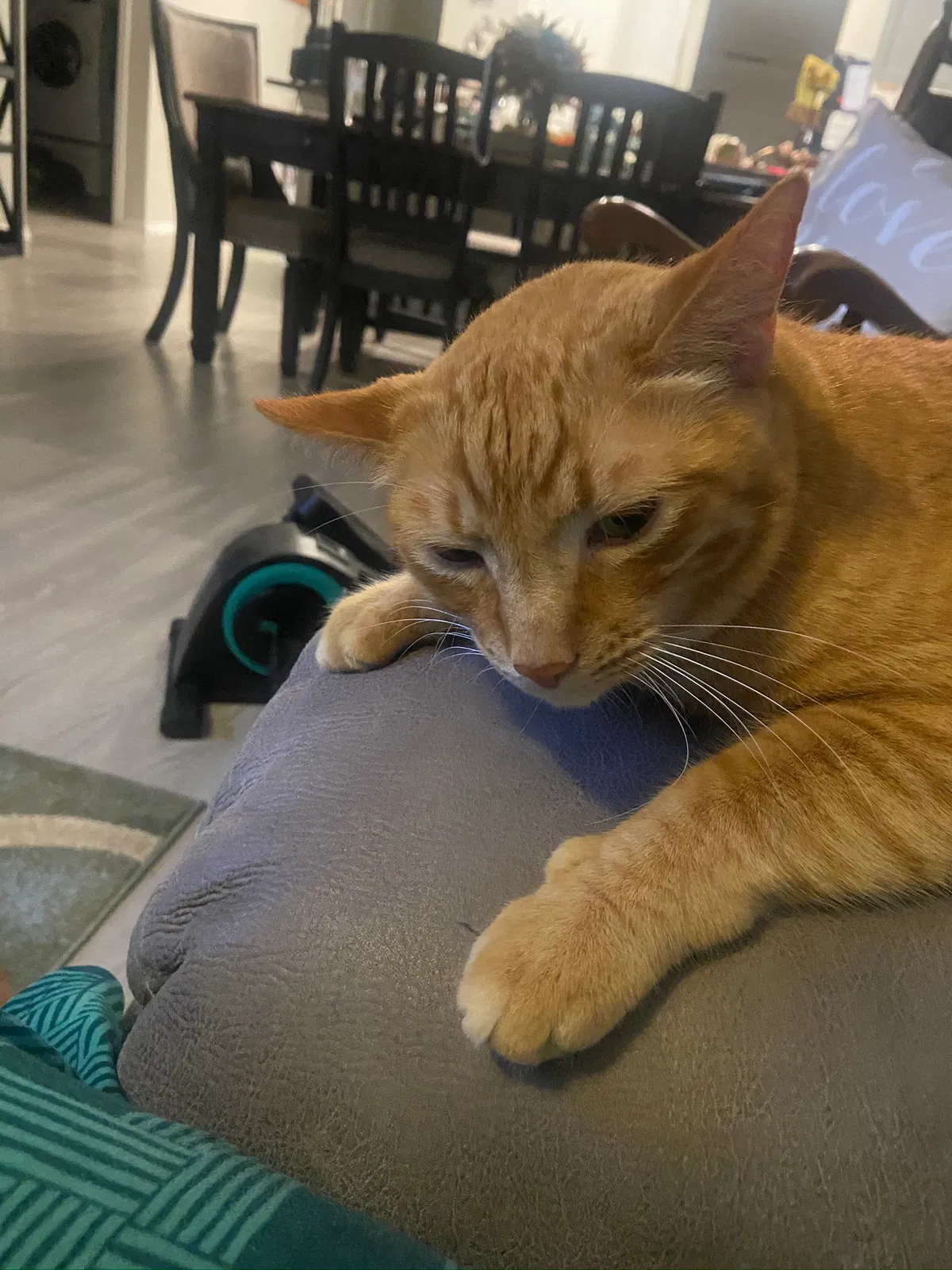 Lost cat in New Braunfels, TX, 78130