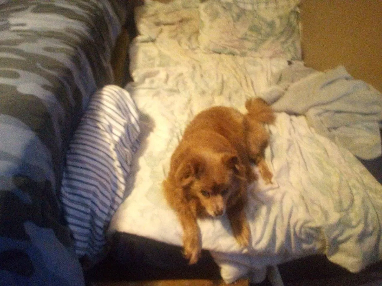 Lost dog in Milton, FL, 32571