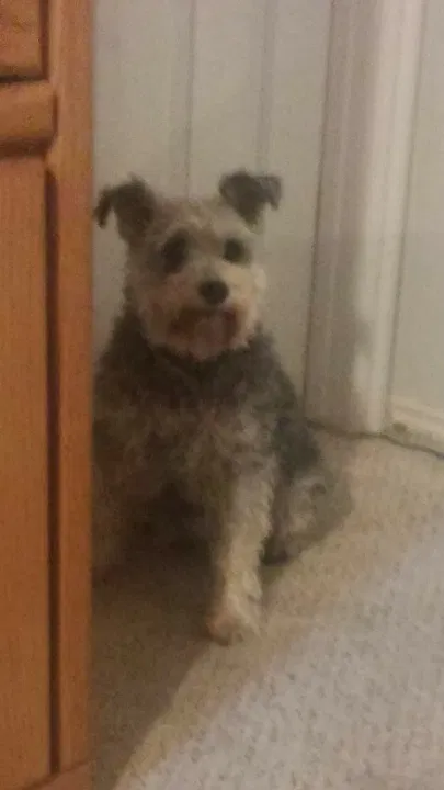Lost dog in Ogden, UT, 84401