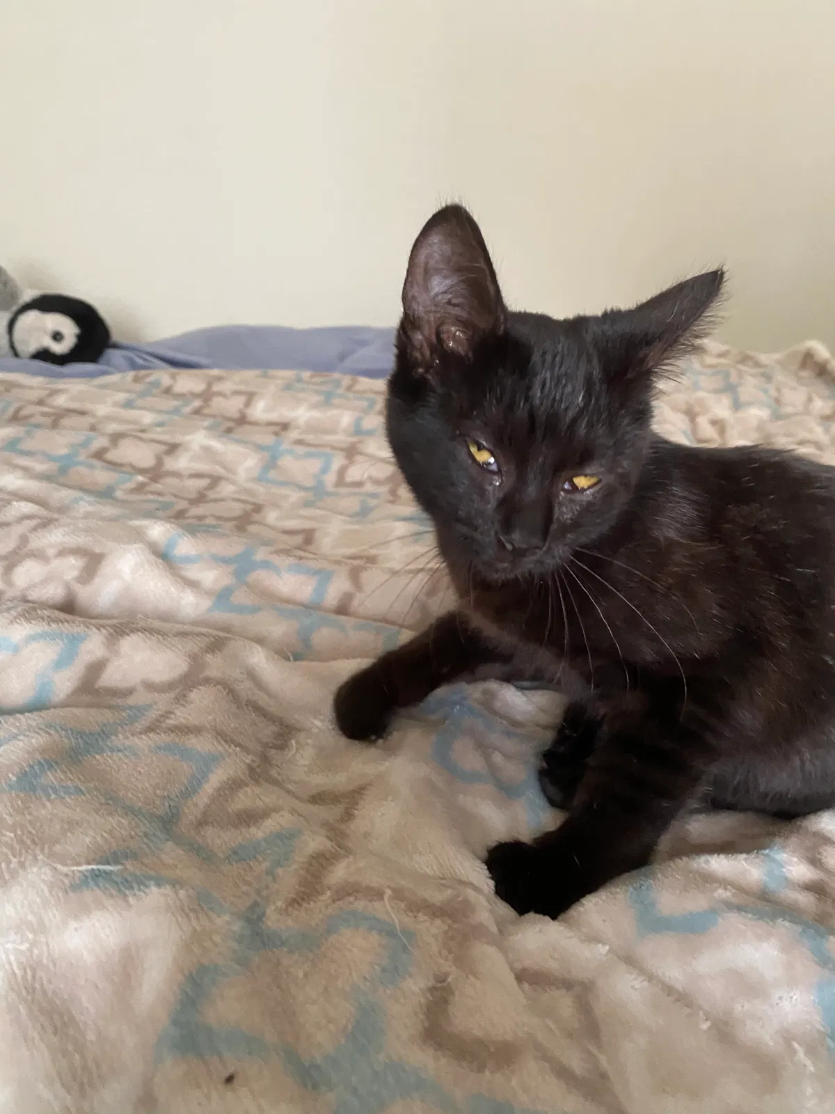 Lost cat in Chico, CA, 95926