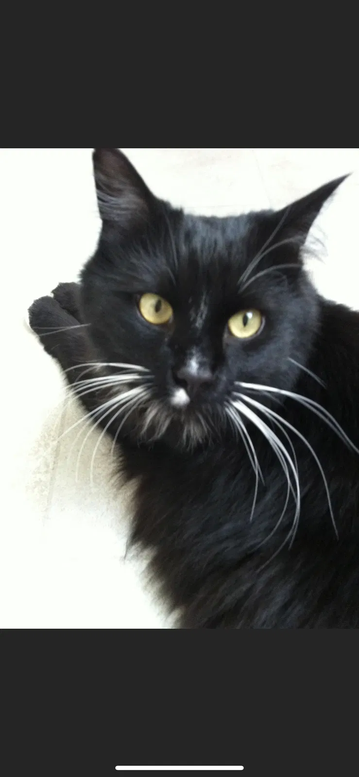 Lost cat in Salt Rock, WV, 25559