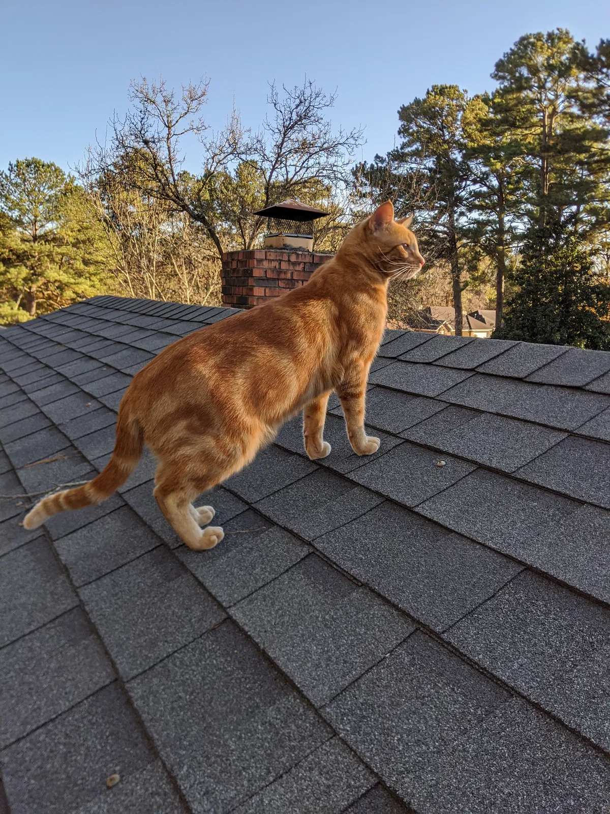 Lost cat in Trenton, GA, 30752