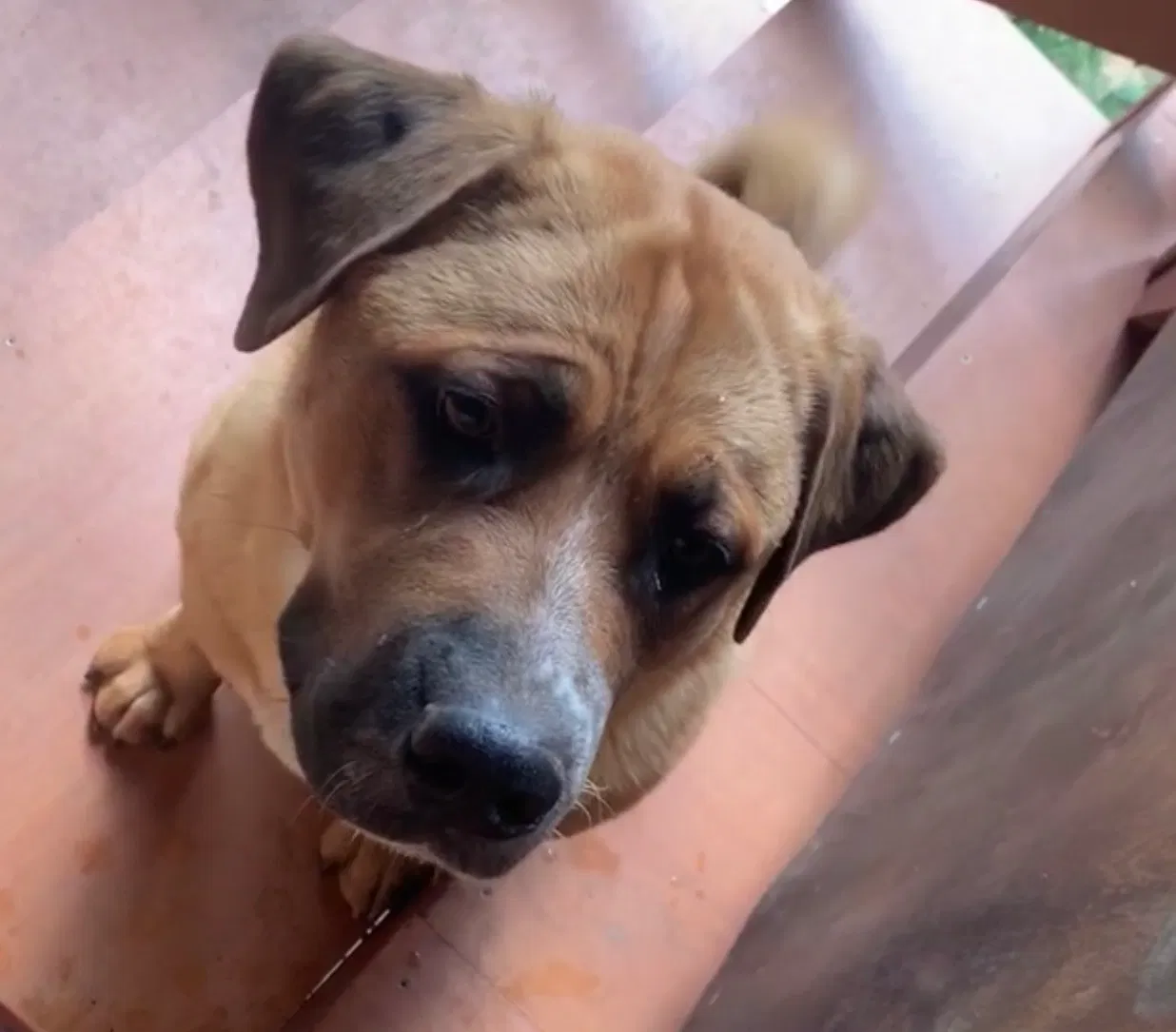 Lost dog in Aurora, CO, 80011