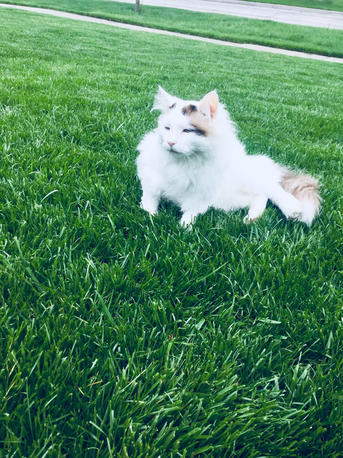 Lost cat in Hoffman Estates, IL, 60169