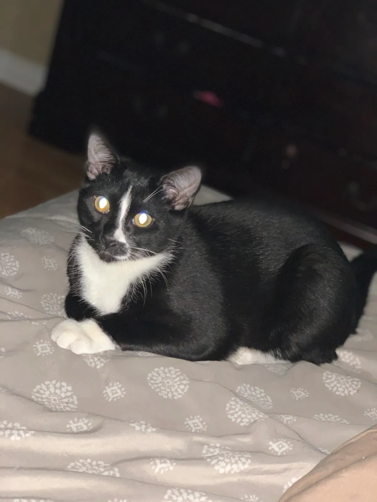 Lost cat in Albuquerque, NM, 87107