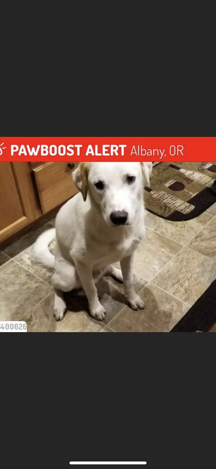 Lost dog in Albany, OR, 97322