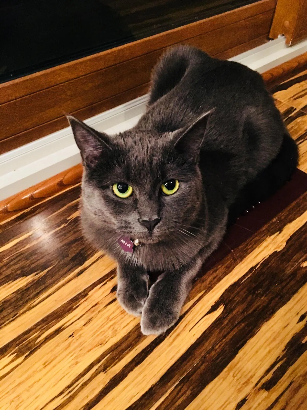 Lost cat in Enon, OH, 45323