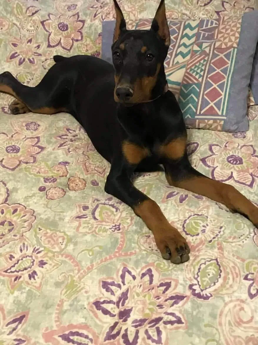 Lost dog in Lexington, TN, 38351