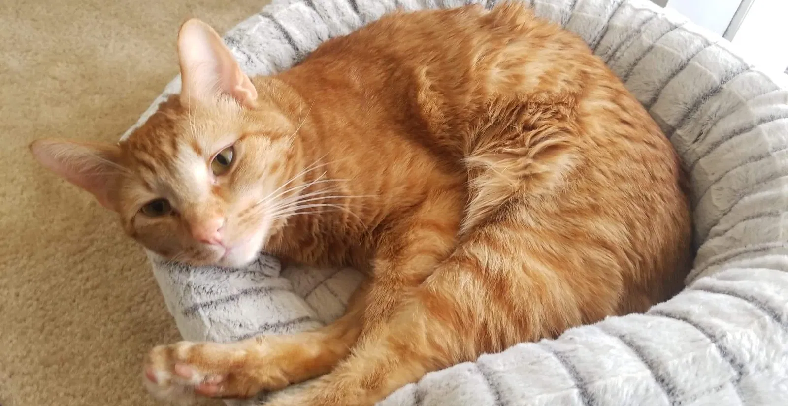 Lost cat in Marshall, MI, 49068