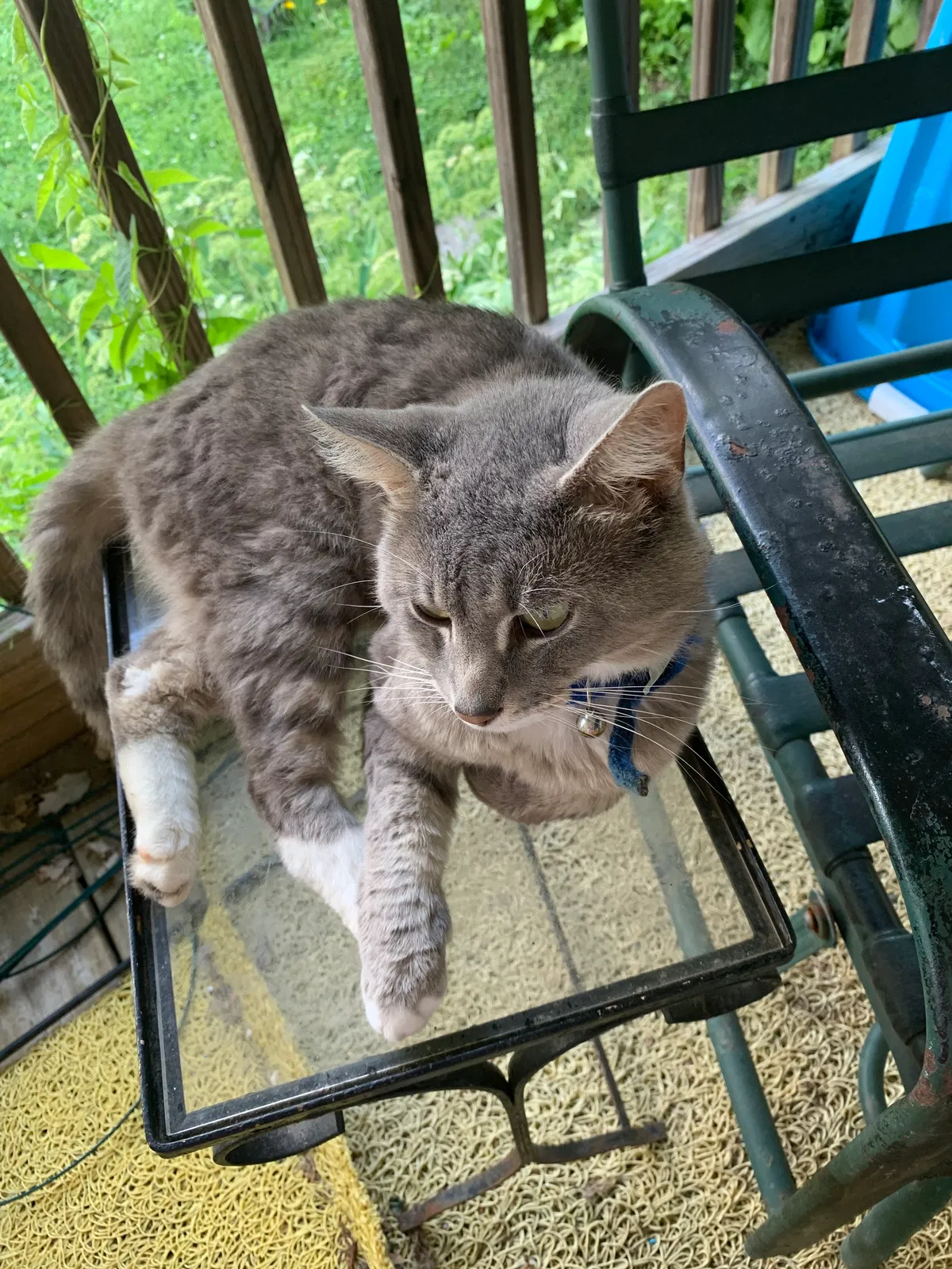 Lost cat in Springfield, OH, 45506