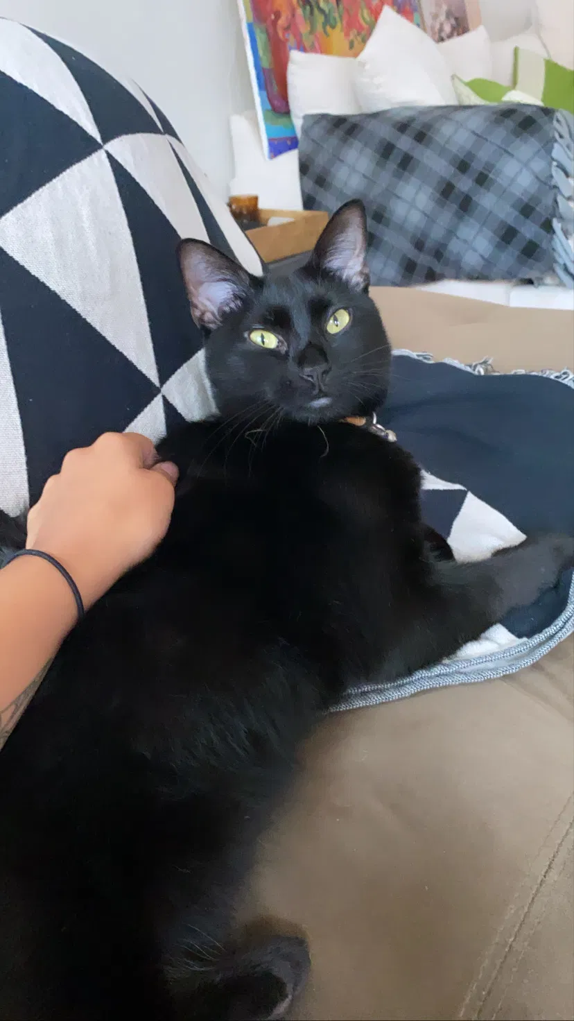 Lost cat in Milwaukee, WI, 53211