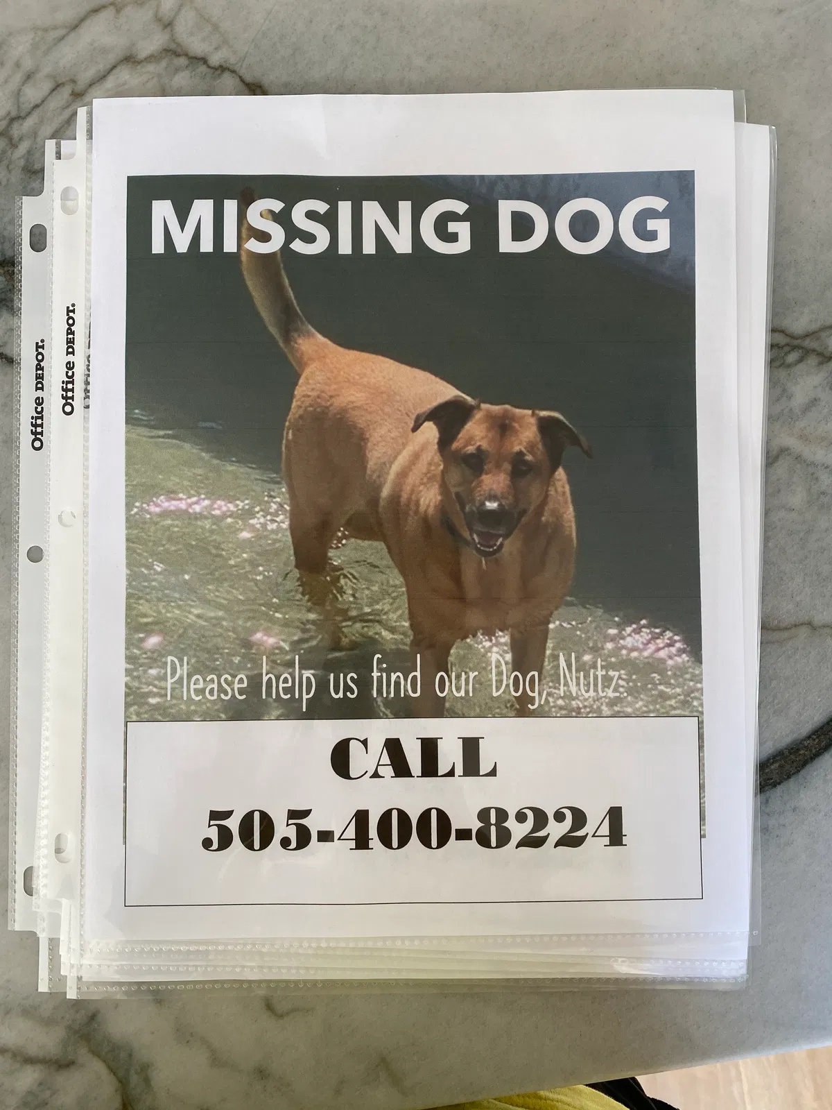 Lost dog in Covington, LA, 70433