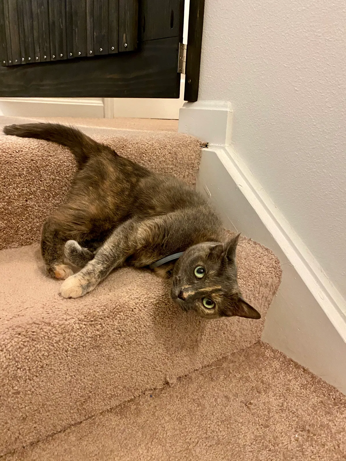 Lost cat in Mansfield, OH, 44906