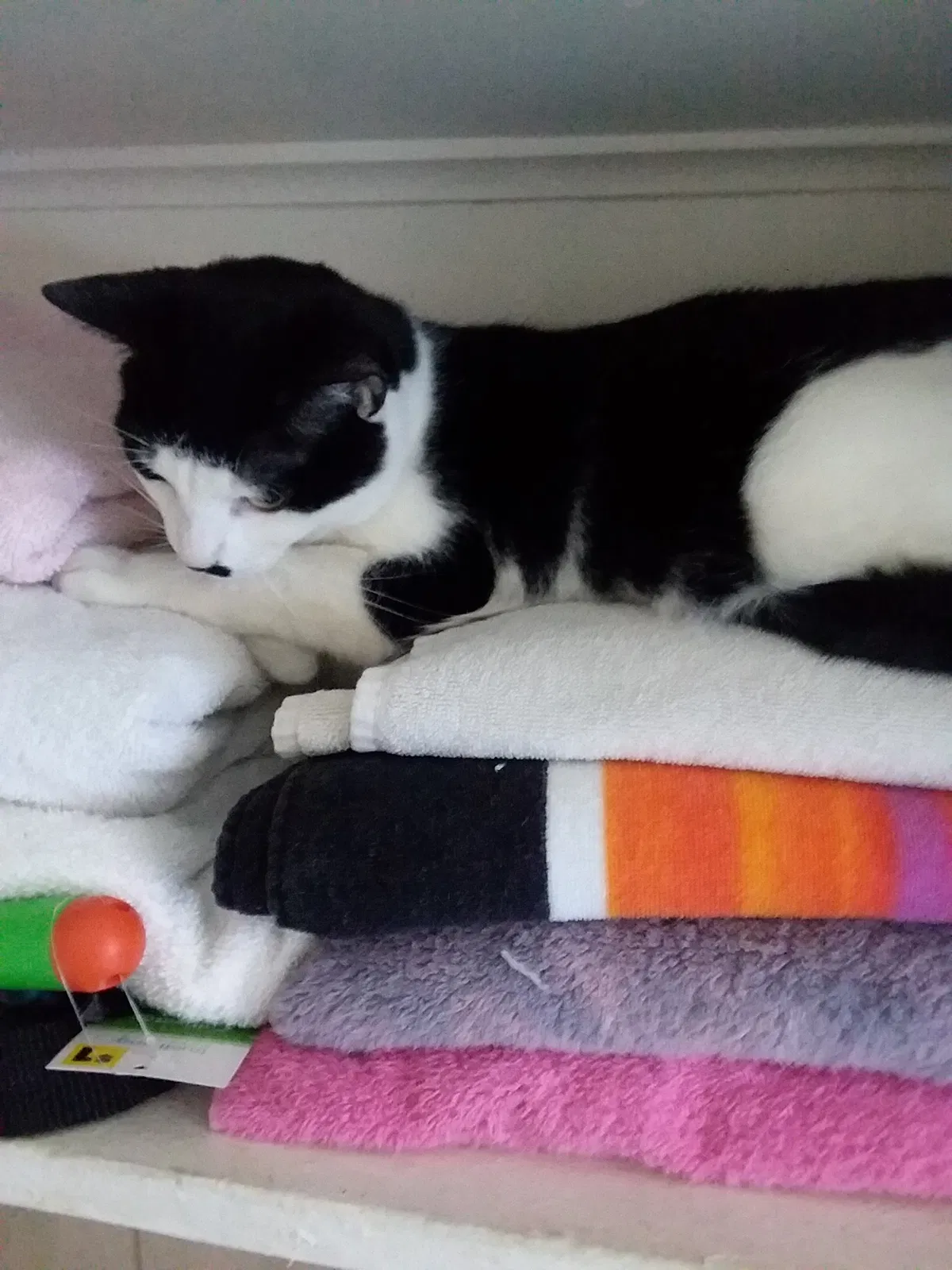 Lost cat in Nashua, NH, 3060