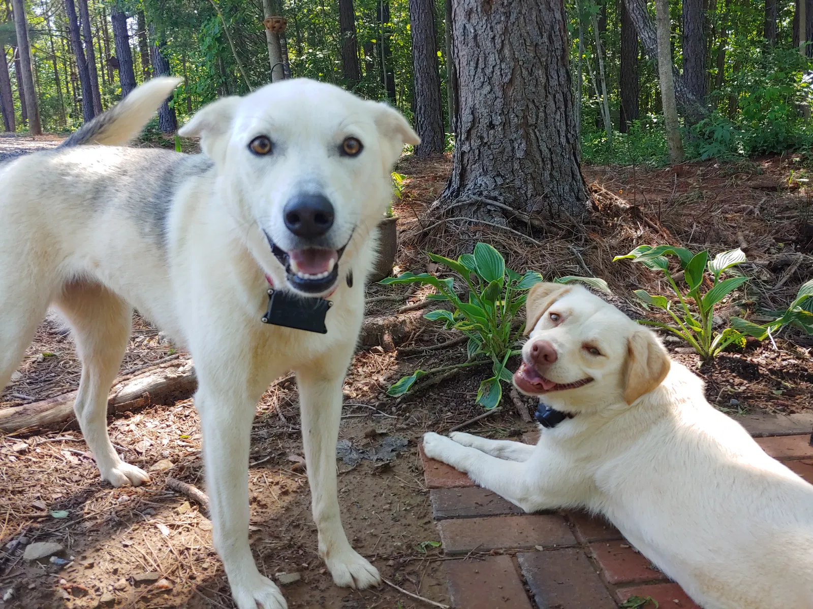 Lost dog in Stoneville, NC, 27048