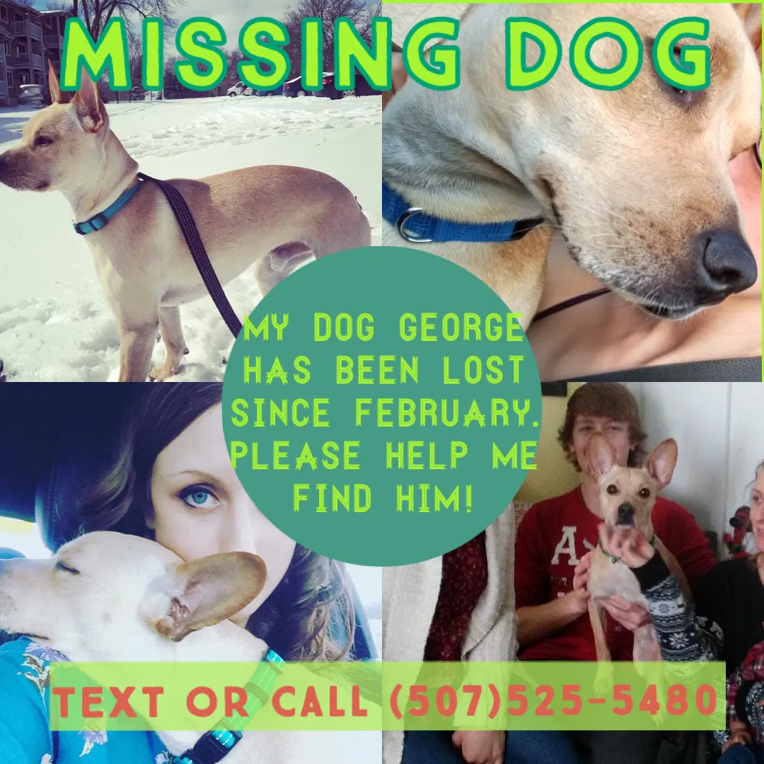 Lost dog in Rochester, MN, 55902