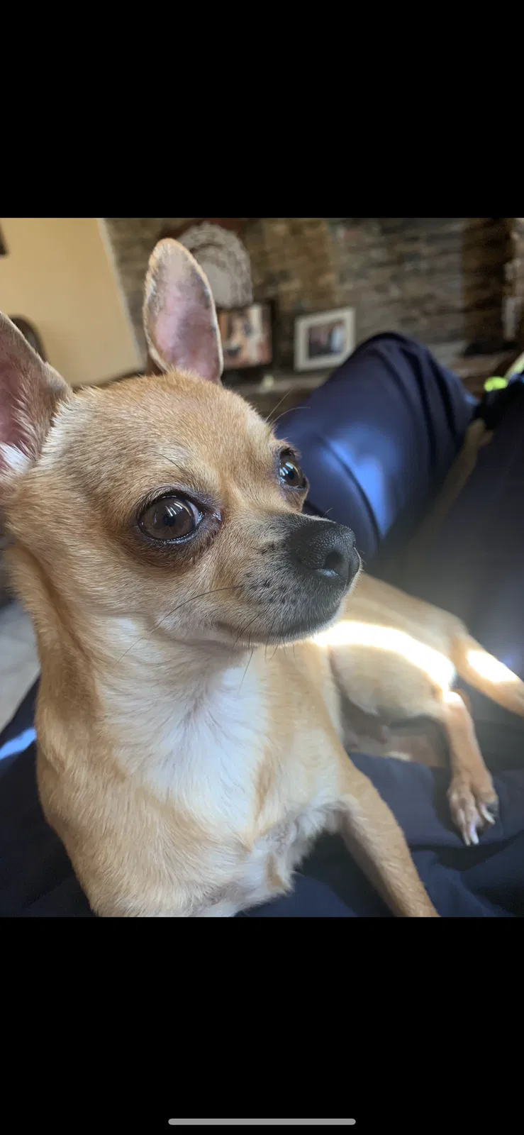Lost dog in Amarillo, TX, 79107