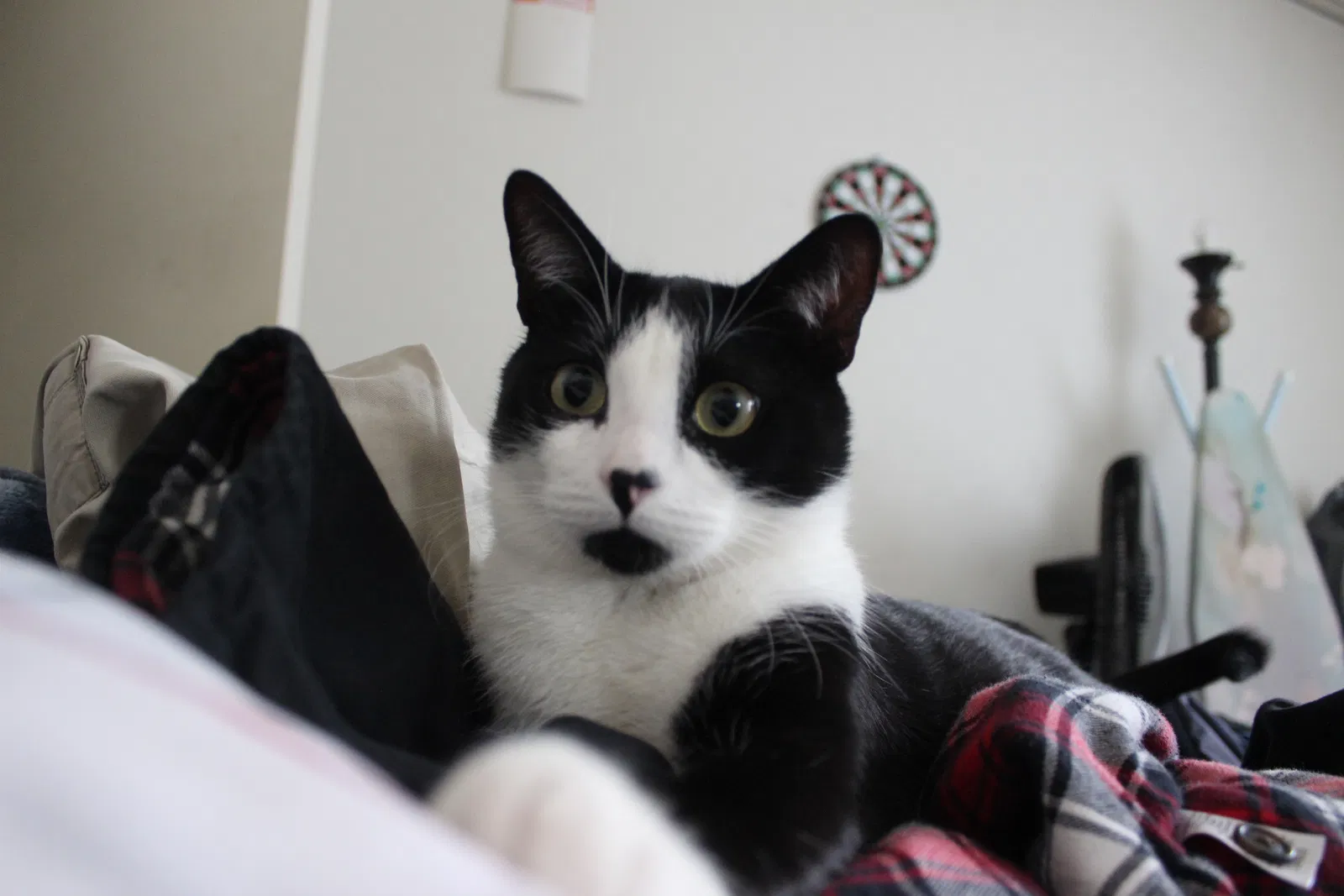 Lost cat in Garden Grove, CA, 92843